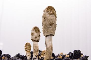 COPRINUS Bio-Vitalpilzpulver-Kapseln