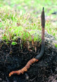 Preview: CORDYCEPS-POLYPORUS-REISHI Bio-Pilzpulver-Kapseln (352)