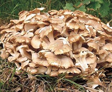 Preview: CORDYCEPS-POLYPORUS-REISHI Bio-Pilzpulver-Kapseln (352)