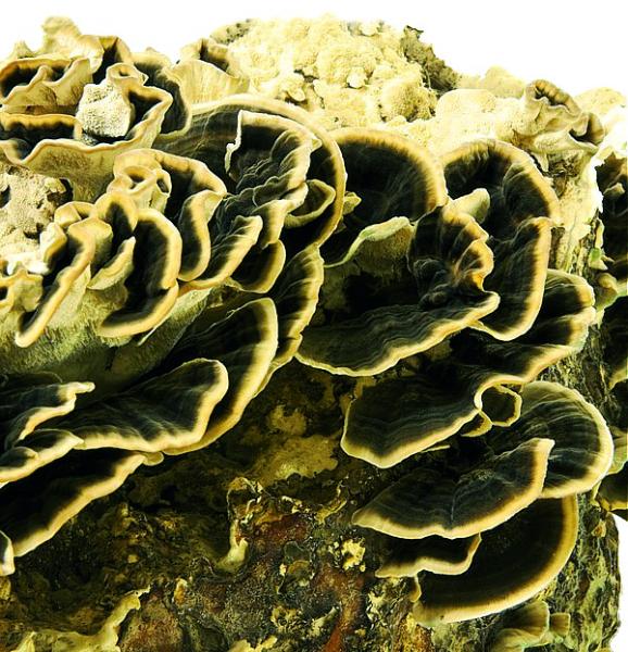 CORIOLUS Bio-Vitalpilzpulver-Kapseln